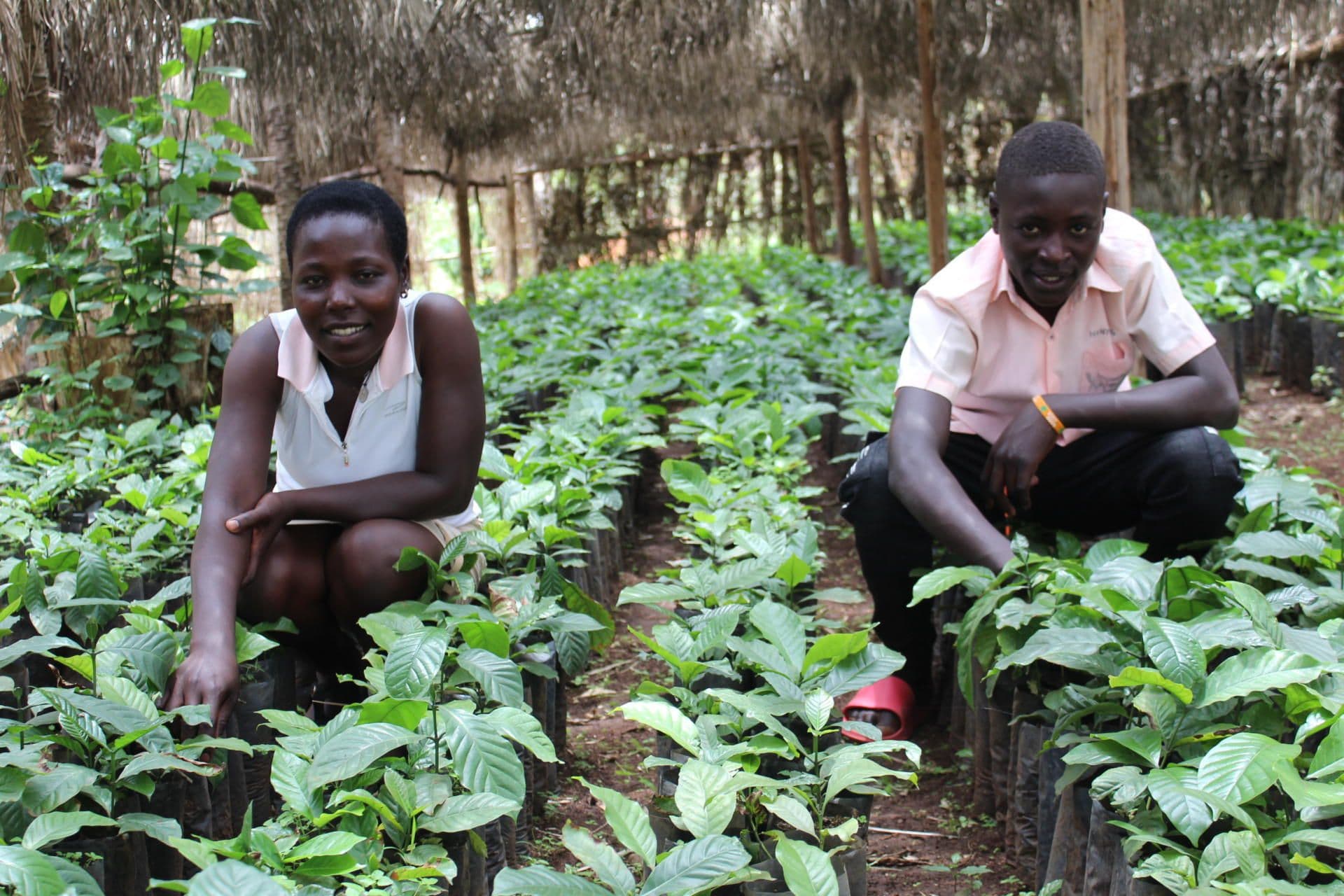 Josephine (left) in the Coffee Nursery of improved seedlings that her Cooperative established Josephine (left) in the Coffee Nursery of improved seedlings that her Cooperative established