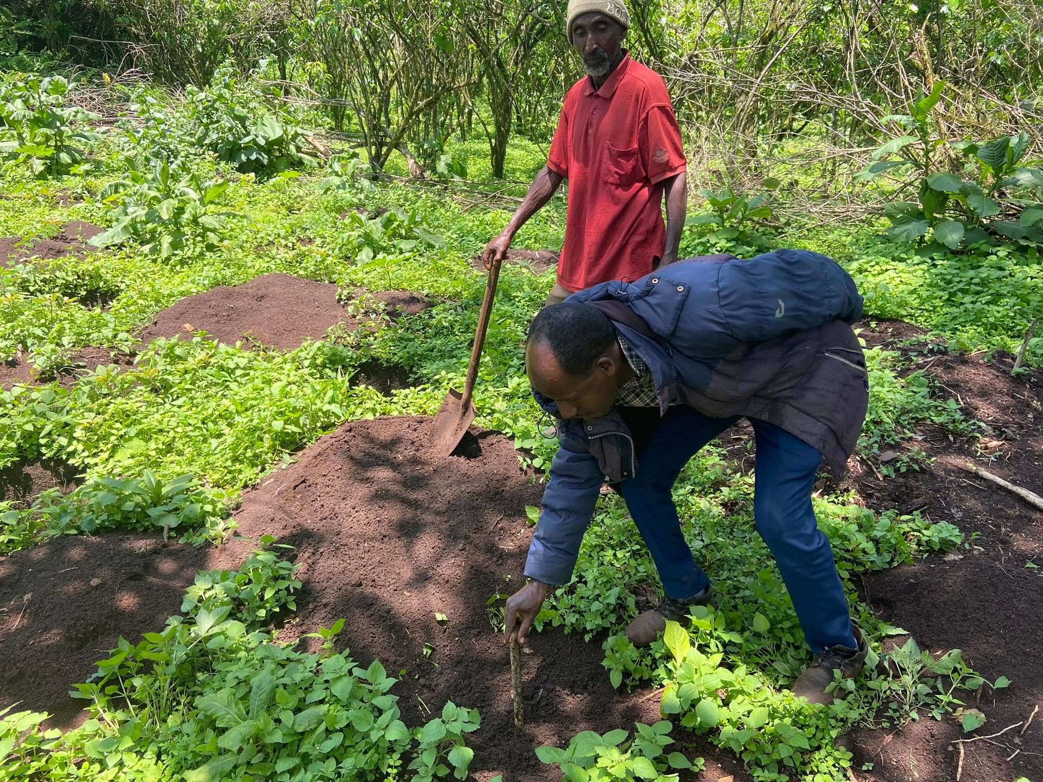 A farmer plants a new coffee tree