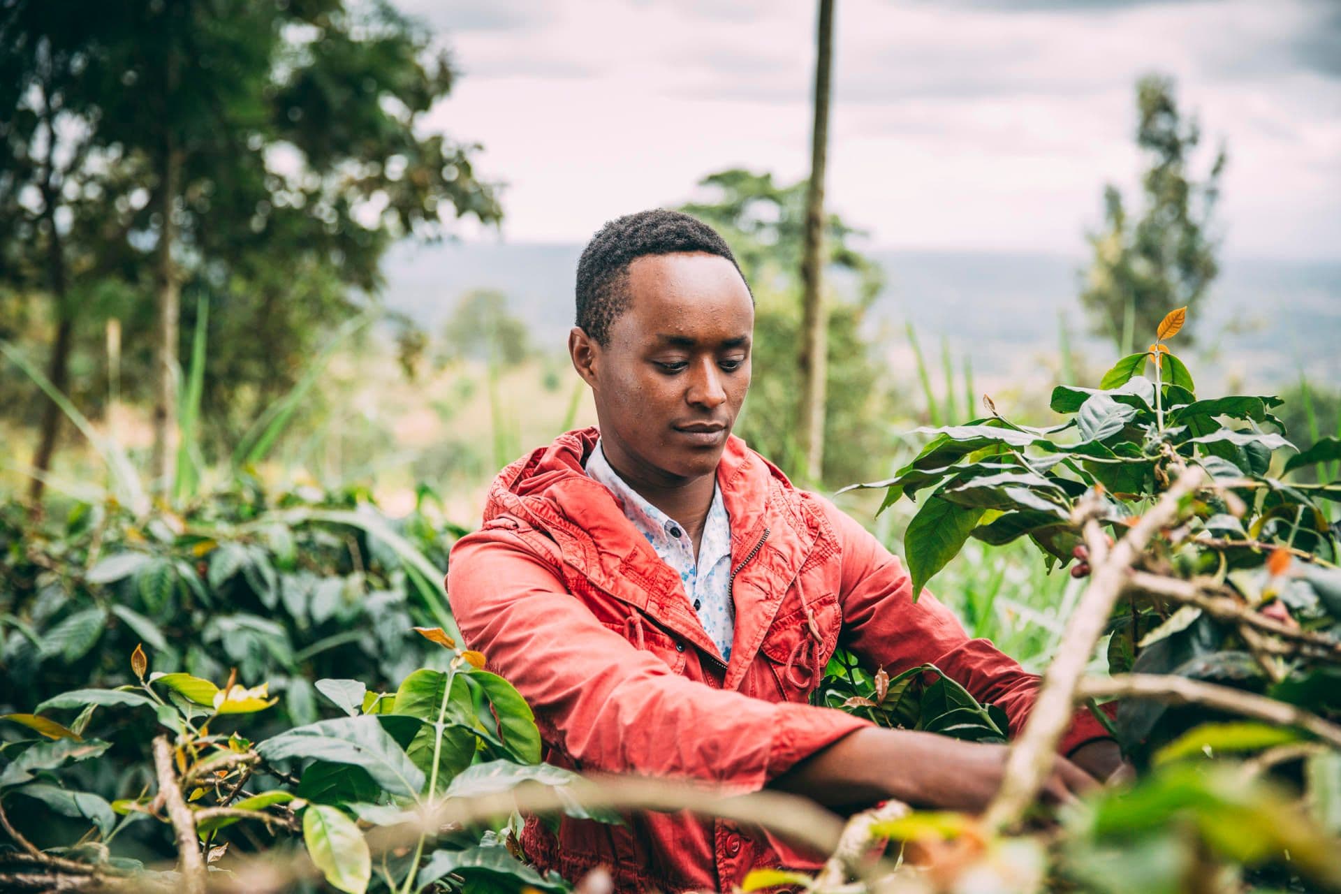 Addressing the effects of COVID-19 on coffee farmers in Tanzania Addressing the effects of COVID-19 on coffee farmers in Tanzania